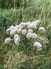 Angelica genuflexa