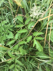 Angelica genuflexa