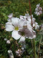 Gypsophila tenuifolia
