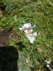 Gypsophila tenuifolia