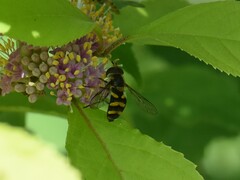 Didea intermedia