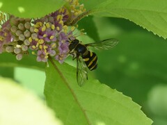 Didea intermedia