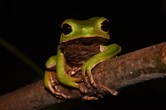 Phyllomedusa camba