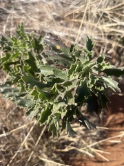 Dimorphotheca cuneata