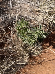 Dimorphotheca cuneata