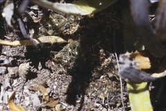 Mammillaria surculosa
