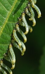 Pristiphora conjugata