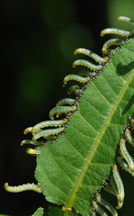 Pristiphora conjugata