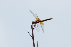 Sympetrum speciosum