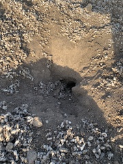 Ictidomys parvidens