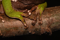 Phyllomedusa camba