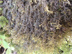Lepicolea attenuata