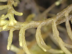 Lepicolea attenuata