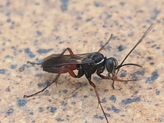 Agenioideus nubecula