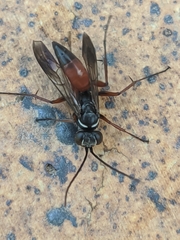 Agenioideus nubecula