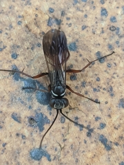 Agenioideus nubecula