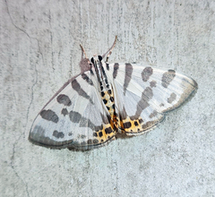 Pycnarmon abraxalis