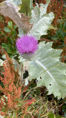 Onopordum acanthium