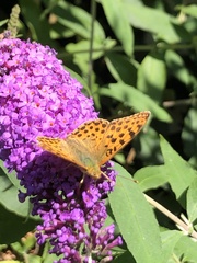 Argynnis paphia