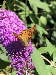 Argynnis paphia