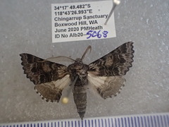 Dinophalus bathrosema