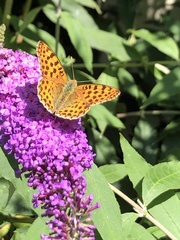 Argynnis paphia