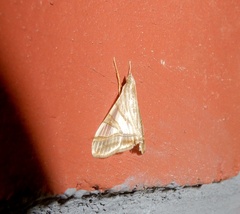 Agrioglypta zelimalis