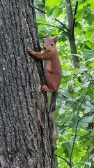 Sciurus vulgaris