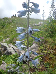 Delphinium speciosum
