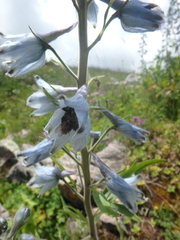 Delphinium speciosum