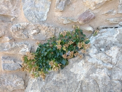 Campanula fragilis