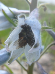 Delphinium speciosum