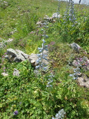 Delphinium speciosum