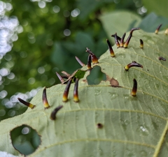 Caryomyia subulata