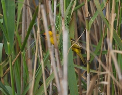Ploceus xanthopterus