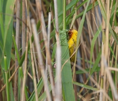 Ploceus xanthopterus