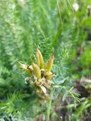 Oxytropis muricata