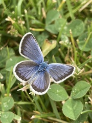 Plebejus argus