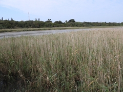 Ploceus xanthopterus