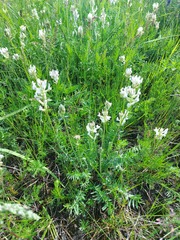 Oxytropis baicalia