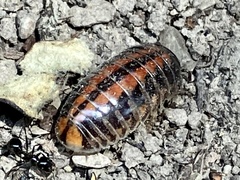 Glomeridae