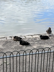 Anas platyrhynchos domesticus