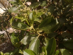 Ageratina tinifolia