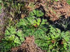 Arctopus echinatus