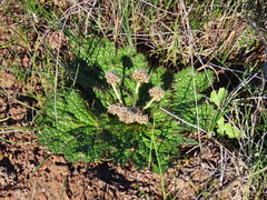 Arctopus echinatus