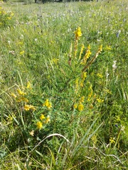 Astragalus propinquus