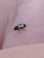 Dimorphopterus brachypterus