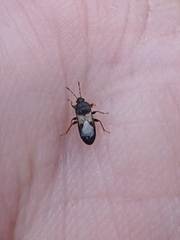 Dimorphopterus brachypterus