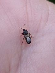 Dimorphopterus brachypterus