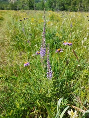 Veronica linariifolia